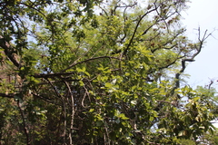 Pterocarpus angolensis