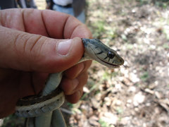 Thamnophis cyrtopsis collaris