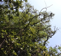 Pterocarpus angolensis