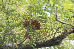Pterocarpus angolensis