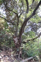 Pterocarpus angolensis