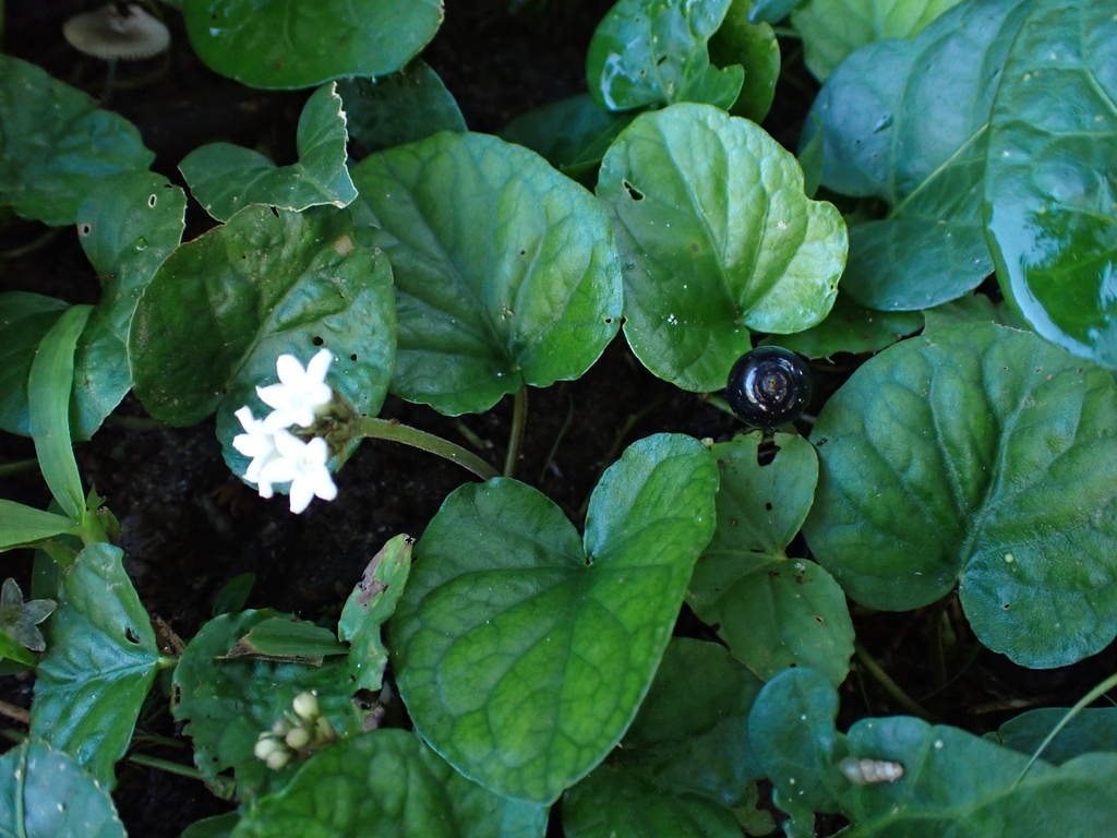 Geophila macropoda; photograph (c) Kozue Kawakami, some rights reserved (CC BY-SA)
