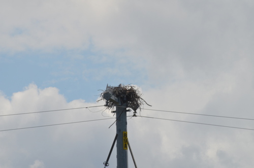 Osprey