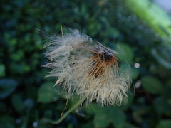 Chaptalia nutans, photograph (c) Kozue Kawakami, some rights reserved (CC BY-SA)