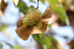 Pterocarpus angolensis