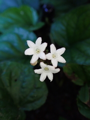 (c) Kozue Kawakami, some rights reserved (CC BY-SA) Geophila macropoda, photograph (c) Kozue Kawakami, some rights reserved (CC BY-SA)