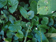 Chaptalia nutans, photograph (c) Kozue Kawakami, some rights reserved (CC BY-SA)