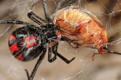 Latrodectus curacaviensis