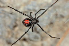 Latrodectus curacaviensis
