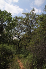 Pterocarpus angolensis