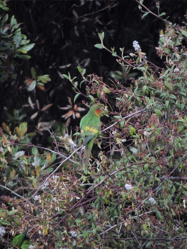 Sulphur-winged Parakeet (Pyrrhura hoffmanni), photo 2