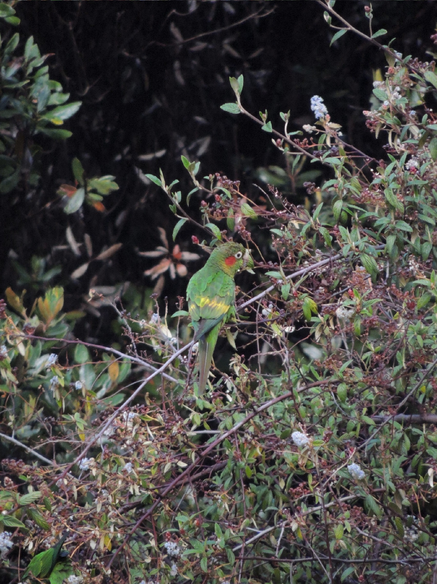 Sulphur-winged Parakeet (Pyrrhura hoffmanni), photo 2