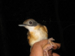 Pellorneum malaccense