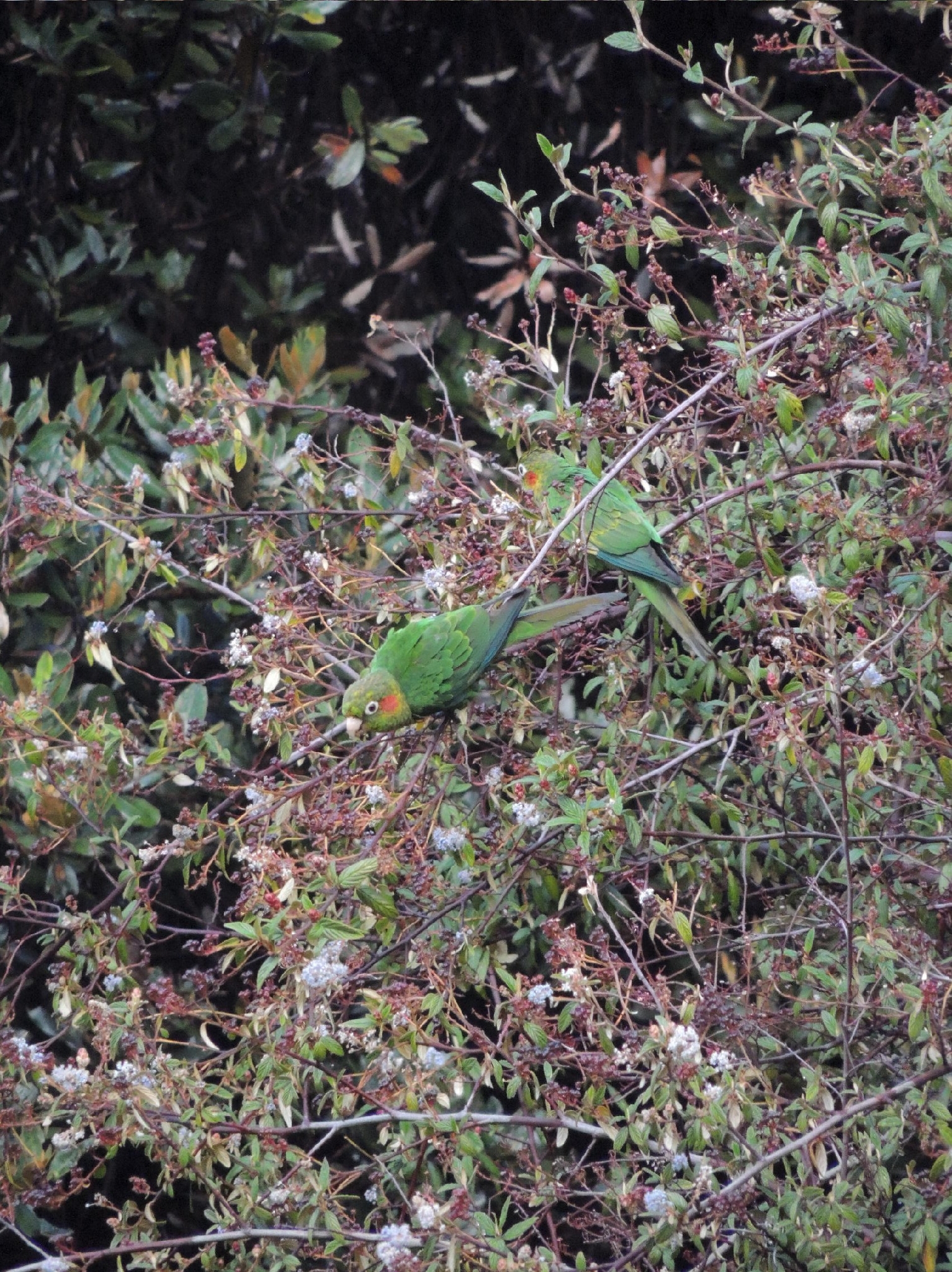 Sulphur-winged Parakeet (Pyrrhura hoffmanni), photo 3