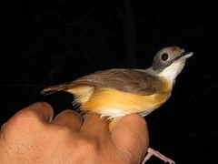 Pellorneum malaccense