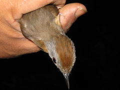 Pellorneum malaccense