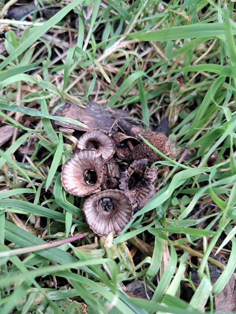 Cyathus striatus · April 2026 · photo: © plutoishere (iNaturalist, cc0)