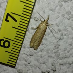 Ematheudes punctella