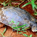 South American Snake-necked Turtles - Photo (c) Douglas Bete, some rights reserved (CC BY-NC), uploaded by Douglas Bete
