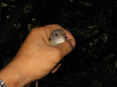 Alcippe brunneicauda