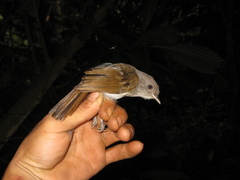 Alcippe brunneicauda