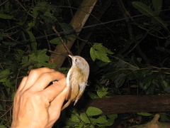 Alcippe brunneicauda