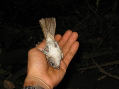 Alcippe brunneicauda