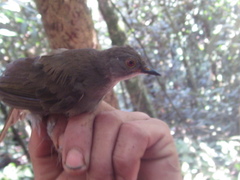 Rubigula erythropthalmos