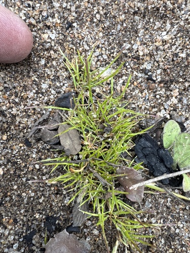 Deschampsia bolanderi observed 2026-04-26
