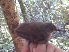 Rubigula erythropthalmos
