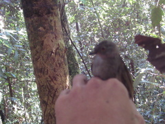 Rubigula erythropthalmos