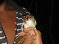 Malacopteron cinereum