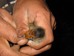 Malacopteron cinereum