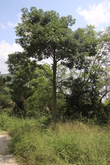 Ceiba speciosa