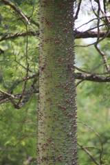 Ceiba speciosa