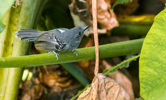 Cercomacroides parkeri