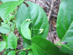 Euonymus leiophloeus