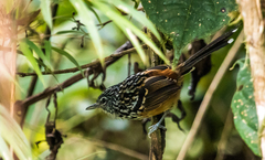 Drymophila striaticeps