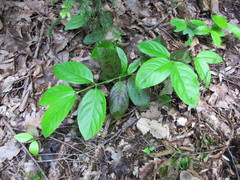 Euonymus leiophloeus