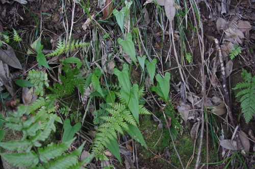 Dioscorea izuensis iNat (1)