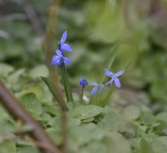 Scilla siberica