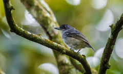 Dysithamnus mentalis extremus