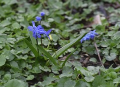 Scilla siberica