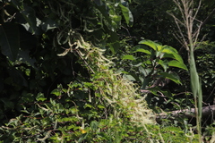 Anredera cordifolia