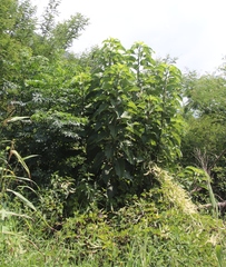 Anredera cordifolia