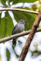 Thamnophilus atrinucha atrinucha