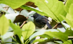 Thamnophilus unicolor