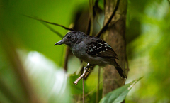 Thamnophilus atrinucha atrinucha