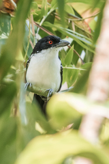 Taraba major obscurus