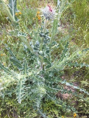 Cirsium neomexicanum